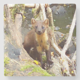 Dessous-de-verre En Pierre Adorable martre des pins, animal forestier se repo