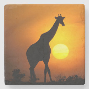 Dessous-de-verre En Pierre Afrique, Kenya, Masai Mara. Girafe (Giraffa