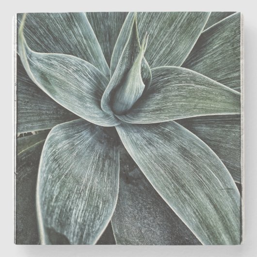 Dessous-de-verre En Pierre Agave Attenuata (Devant)