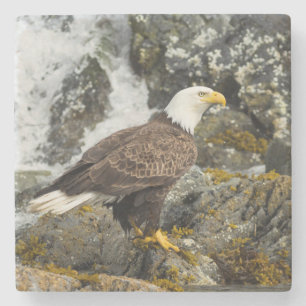 Dessous-de-verre En Pierre Aigle à tête blanche