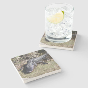Dessous-de-verre En Pierre Alligator de zone humide de Floride sous le soleil