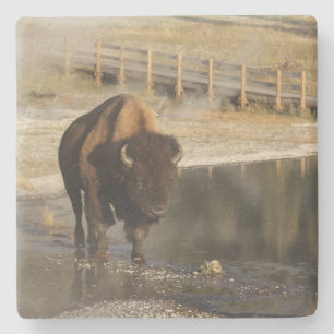 Dessous-de-verre En Pierre American Bison Yellowstone Wildlife Photography