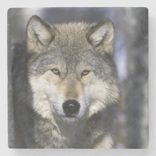 Dessous-de-verre En Pierre Amérique du Nord, États-Unis, Minnesota. Loup Cani