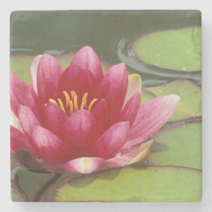 Dessous-de-verre En Pierre Amérique du Nord, États-Unis, WA, Seattle, Woodl