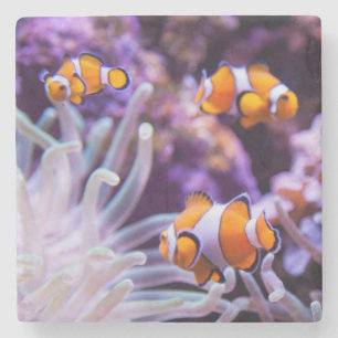 Dessous-de-verre En Pierre Amphiprion Ocellaris d'Ocellaris Clownfish