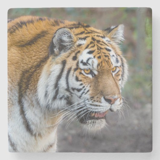 Dessous-de-verre En Pierre Amur tiger (Devant)