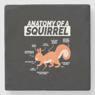 Dessous-de-verre En Pierre Anatomie D'Un Écureuil