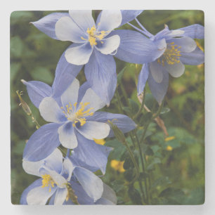 Dessous-de-verre En Pierre Ancolie bleue du Colorado près de Telluride Colora