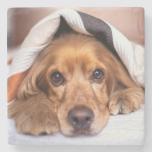 Dessous-de-verre En Pierre Anglais Cocker Spaniel Chien