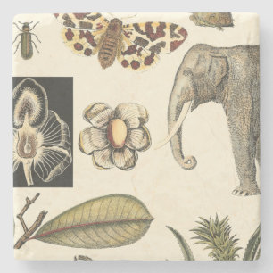 Dessous-de-verre En Pierre Animaux agressés peints sur Arrière - plan de crèm