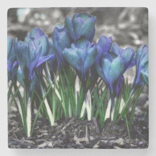 Dessous-de-verre En Pierre Aqua Blue Crocus Blooms