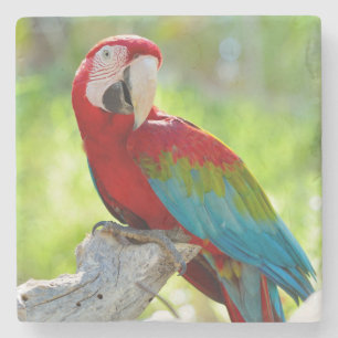 Dessous-de-verre En Pierre Ara se reposant sur la branche