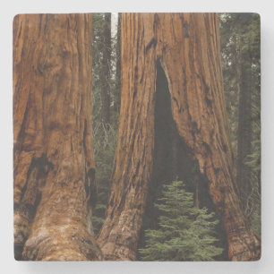 Dessous-de-verre En Pierre Arbres de séquoia, Parc national de Sequoia.