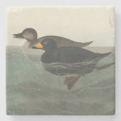 Dessous-de-verre En Pierre Audubon American Scoter Duck Classic (Devant)