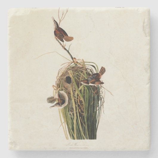 Dessous-de-verre En Pierre Audubon Marsh Wren Bird Art (Devant)