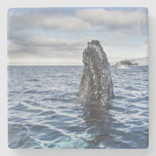 Dessous-de-verre En Pierre Baie d'espoir de Spyhops de baleine de bosse,