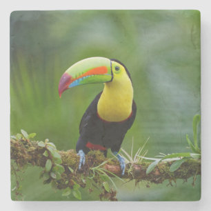 Dessous-de-verre En Pierre Beau et coloré Oiseau tropical Toucan