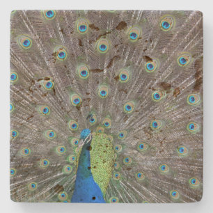 Dessous-de-verre En Pierre Beau Peacock