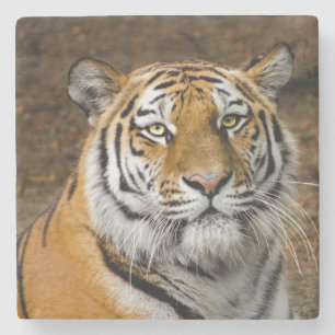 Dessous-de-verre En Pierre Beau tigre