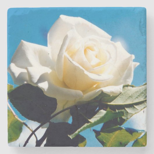 Dessous-de-verre En Pierre Beauté de Rose blanche (Devant)