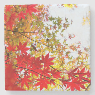 Dessous-de-verre En Pierre Beaux Feuilles rouges changeant de couleur