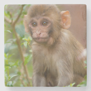 Dessous-de-verre En Pierre Bébé Macaque Rhésus, Temple des Singes, Jaipur