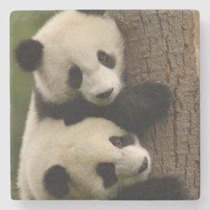 Dessous-de-verre En Pierre Bébés pandas géants (Ailuropoda melanoleuca) 2