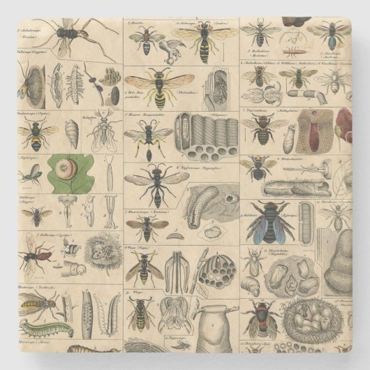 Dessous-de-verre En Pierre Bee Insect Bug Wasp Natural History Bees (Devant)