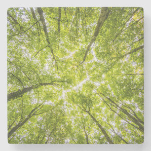 Dessous-de-verre En Pierre Belle forêt verte