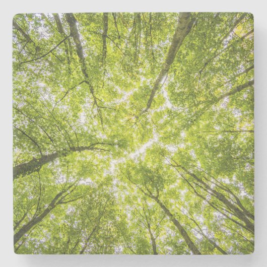 Dessous-de-verre En Pierre Belle forêt verte (Devant)