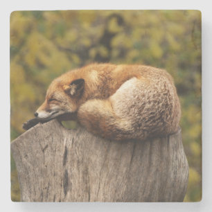 Dessous-de-verre En Pierre Belle Fox dormant sur une souche d'arbre