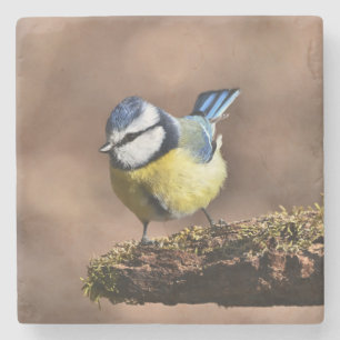 Dessous-de-verre En Pierre Belle mésange bleue et jaune sur une branche
