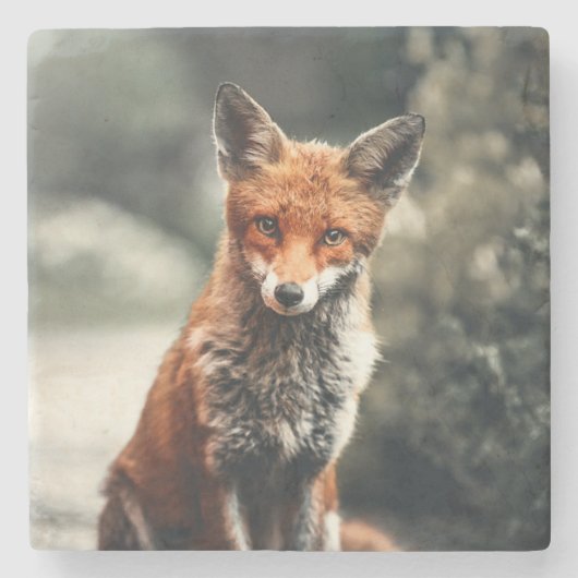 Dessous-de-verre En Pierre Belle Renard dans la nature (Devant)