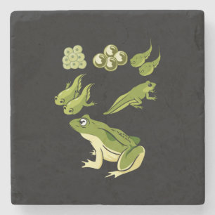 Dessous-de-verre En Pierre Biologie - Cycle de vie de la grenouille