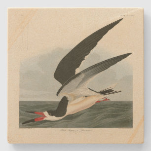 Dessous-de-verre En Pierre Black Skimmer, Shearwater Audubon Birds of America