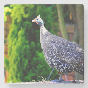 Dessous-de-verre En Pierre Bleu casqué Guinée Fowl debout au soleil