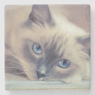 Dessous-de-verre En Pierre Bleu Eyed Ragdoll Chat
