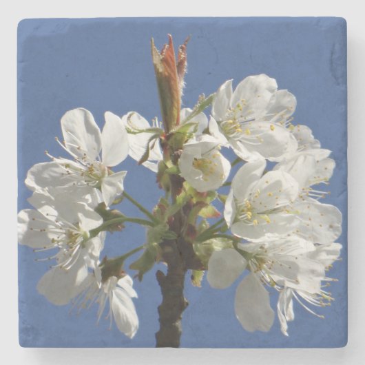 Dessous-de-verre En Pierre Bloom du printemps blanc (Devant)