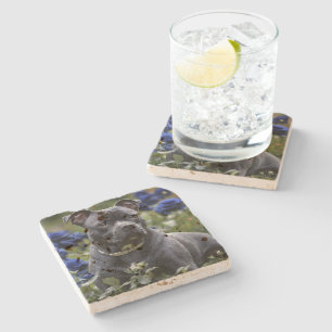 Dessous-de-verre En Pierre "Blue Brindle Beauty : Un Staffy en Rose bleu