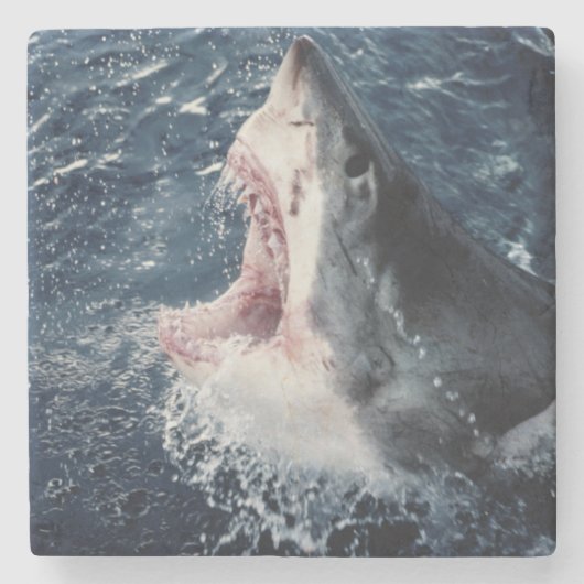 Dessous-de-verre En Pierre Bouche élevée de requin ouverte (Devant)