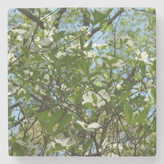 Dessous-de-verre En Pierre Branche of Dogwood Blossoms Spring Trees (Devant)
