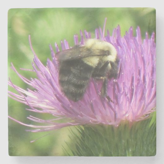 Dessous-de-verre En Pierre Bumblebee sur chardon (Devant)