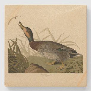 Dessous-de-verre En Pierre Canard (Brewer's) dépecé, Audubon Birds Amérique