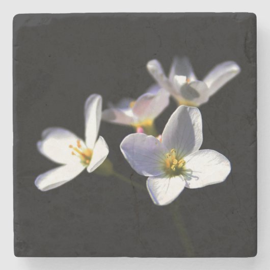 Dessous-de-verre En Pierre Cardamine Pratensis Fleurs coastercna (Devant)