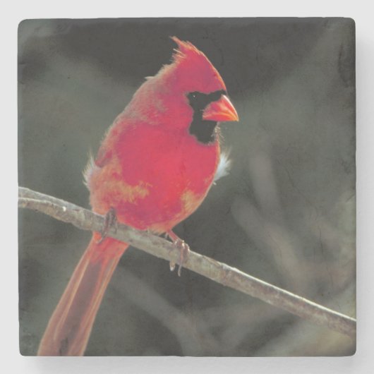 Dessous-de-verre En Pierre Cardinal rouge perché sur une branche d'arbre (Devant)