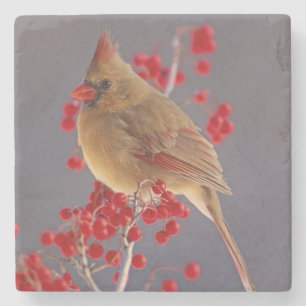 Dessous-de-verre En Pierre Cardinalis rouge femelle parmi les aubépines