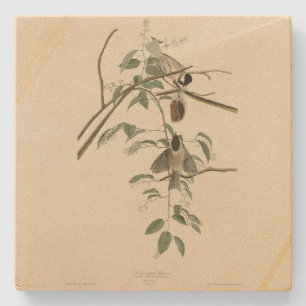 Dessous-de-verre En Pierre Carolina Titmouse de Audubon's Birds of America