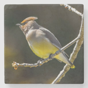 Dessous-de-verre En Pierre Cèdre cire Songbird Photo originale Oiseau sauvage
