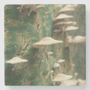 Dessous-de-verre En Pierre Champignons sur un arbre