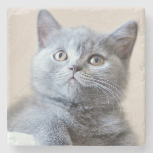 Dessous-de-verre En Pierre Chat britannique gris de Shorthair